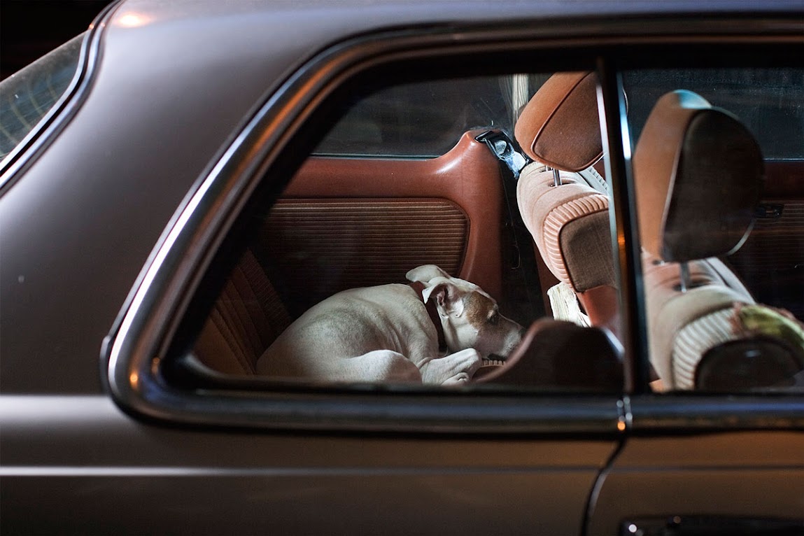 ＊被鎖在車內沉默的狗：攝影師Martin Usborne 黑暗呈現！ 9