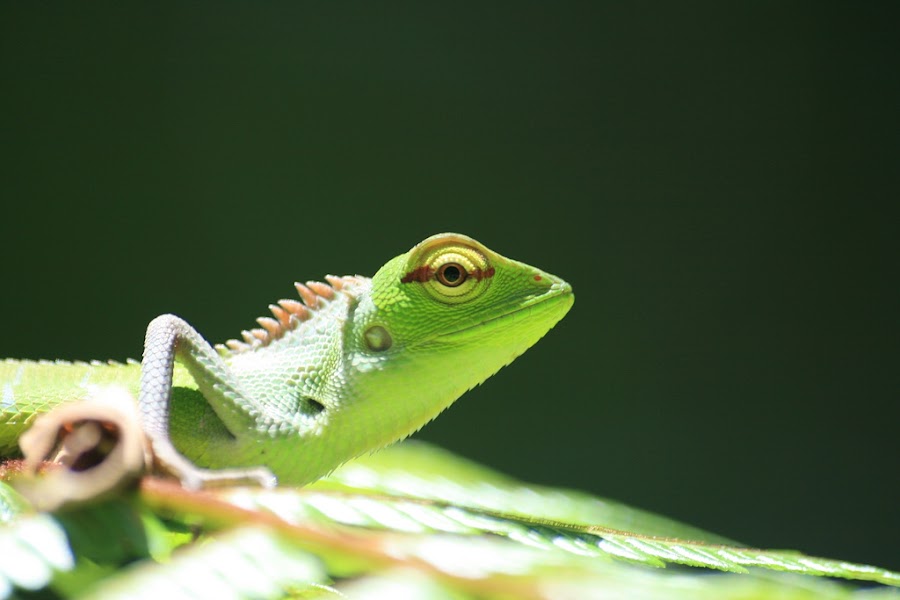 The most common type of lizard found in Sri Lanka.