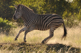 Wildlife Photos of Zebra