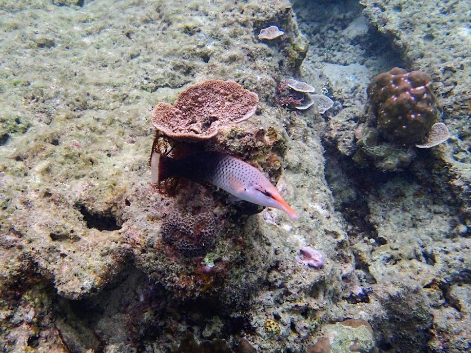 Gomphosus varius (Bird Wrasse), Miniloc Island Resort reef, Palawan, Philippines.