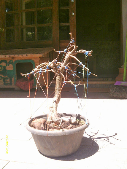 Baobá para treinamento... IMAG0286