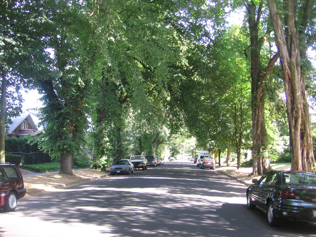 City In Trees
