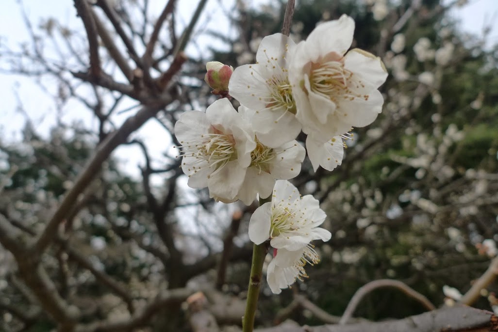 sakura shinjuku gyoen