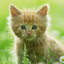 Kitten Hugger's user avatar