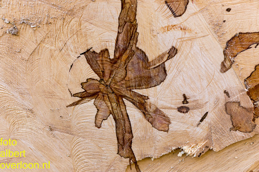 Bomen gekapt Museumlaan in overloon 20-10-2014 (24).jpg