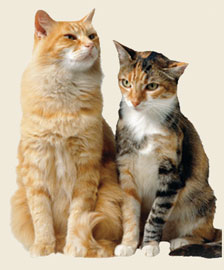 Nature S Logic Cat Food Recall Nature S Logic Cat Food Recall