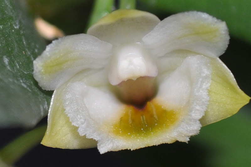 Dendrobium lamellatum CSC_0029