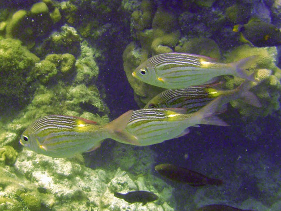 Gnathodentex aureolineatus (Striped Large-eye Bream), Aitutaki.