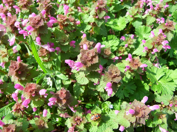 DSCF9645.JPG