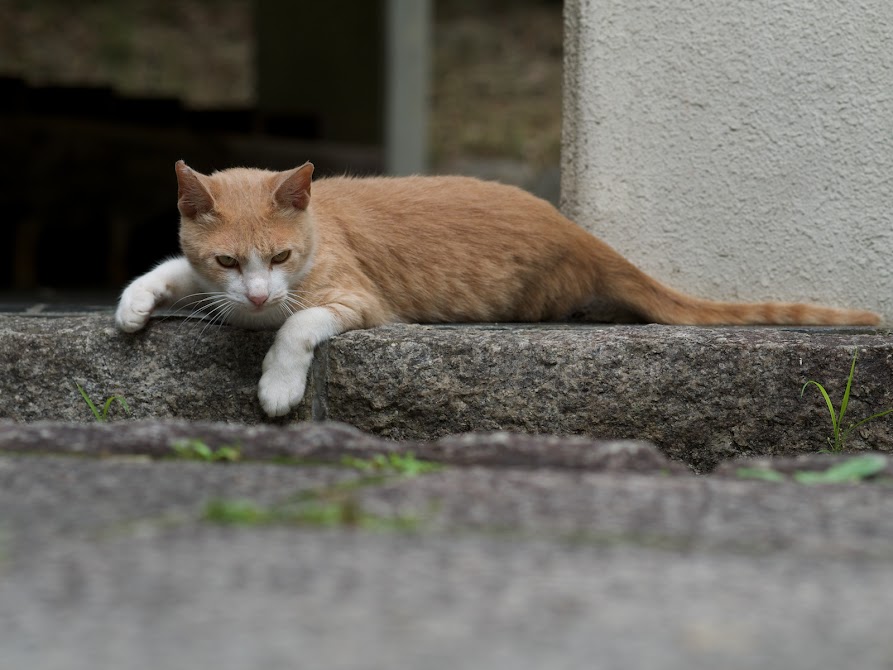 cat