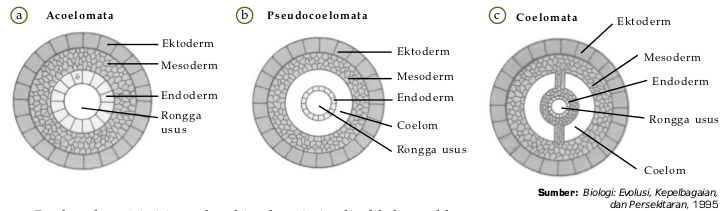 (a) Bentuk lapisan tubuh triploblastik acoelomata. (b) Susunan tubuh pada pseudocoelomata. (c) Susunan tubuh pada coelomata. 