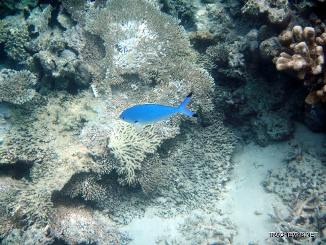 Mayotte (divers) DSCN1264