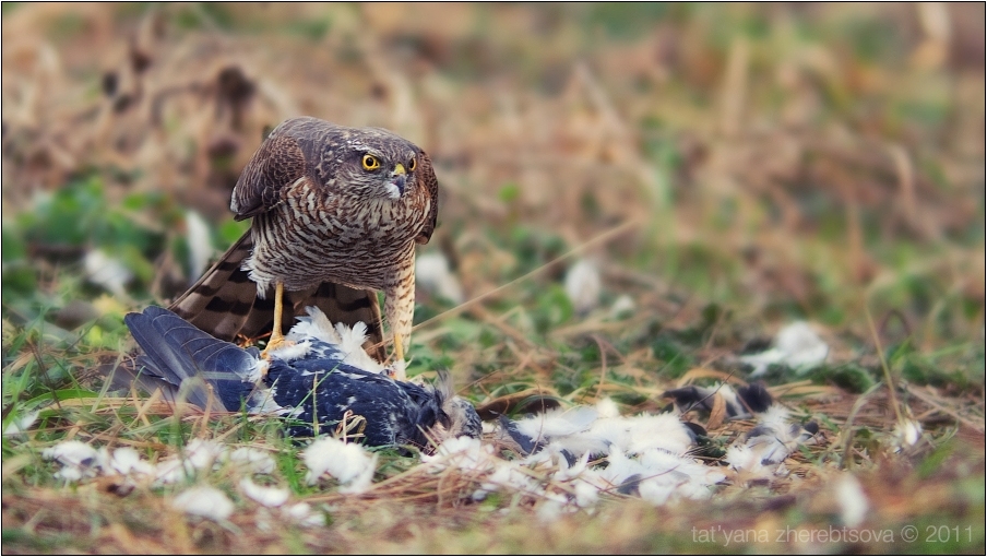 wildlife.crimea.ua