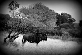 Wildlife Photos of Wildebeest