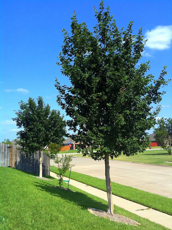 Shantung Maple Tree