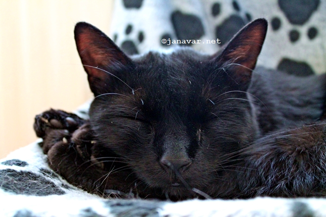 Black cat Canavar