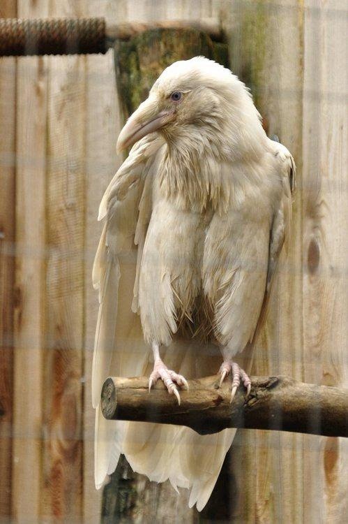 Albino-Raven.jpg