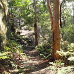 Walking track East of the cave on Kanning Walk (233589)