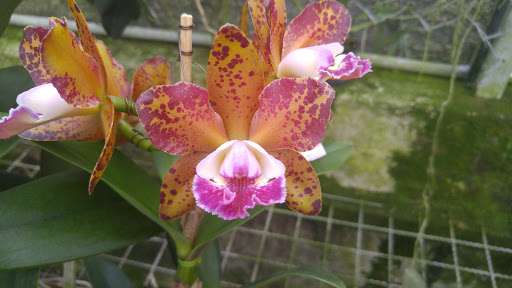 Orquidário Durigan