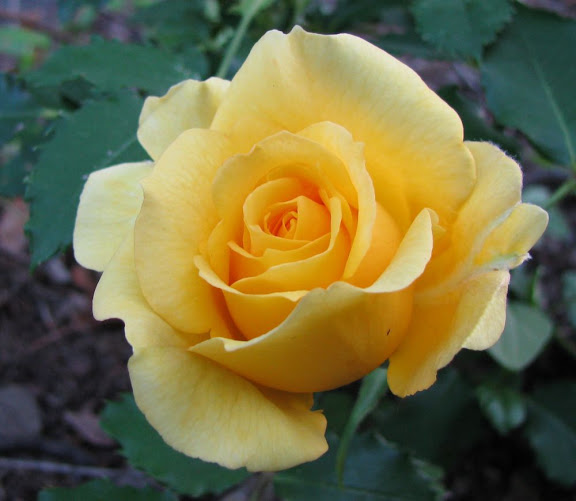 another yellow rose