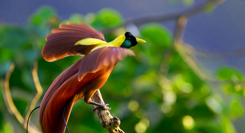 The Bali Bird of Paradise