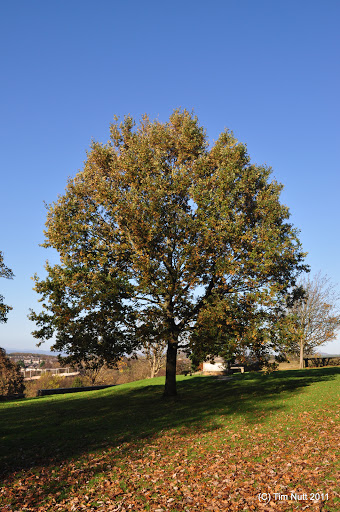 DSC_0030.JPG