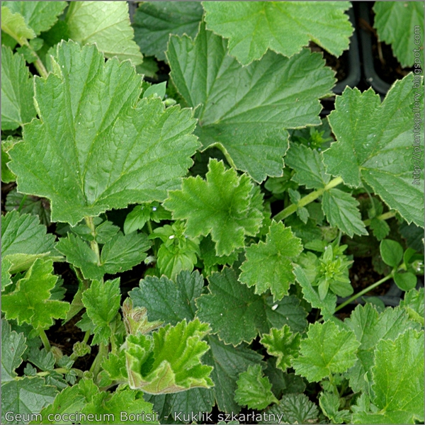 Geum coccineum Borisii leafs - Kuklik szkarłatny liście