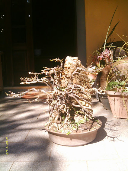 Ficus Microcarpa Começando... IMAG0151