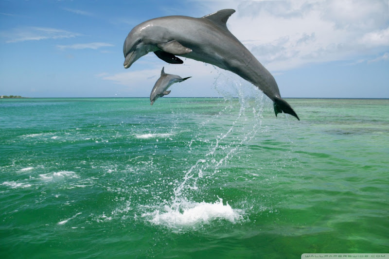 bottlenose_dolphins_tursiops_truncatus_caribbean_sea-wallpaper-960x640.jpg