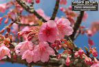 sakura.jpg