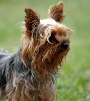 Dolly - Beautiful small Yorkie