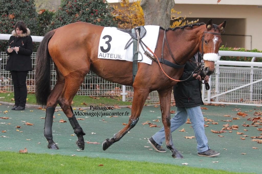 Photos Auteuil 23-11-2014  - Page 2 IMG_6261