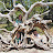 Melissa Gaines avatar image