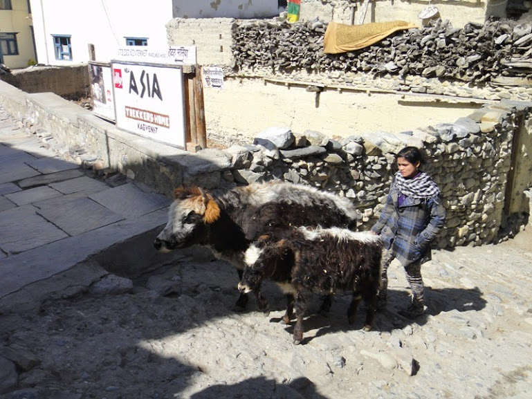 Непал для офисных любознательных тюленей (с Джомсом треком в районе Аннапурны)