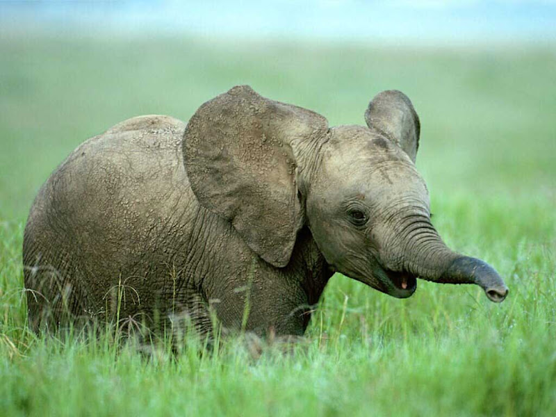 Baby_elephant.jpg
