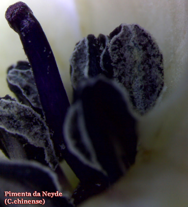 Pimenta%2520da%2520Neyde_flower_pistil1.jpg