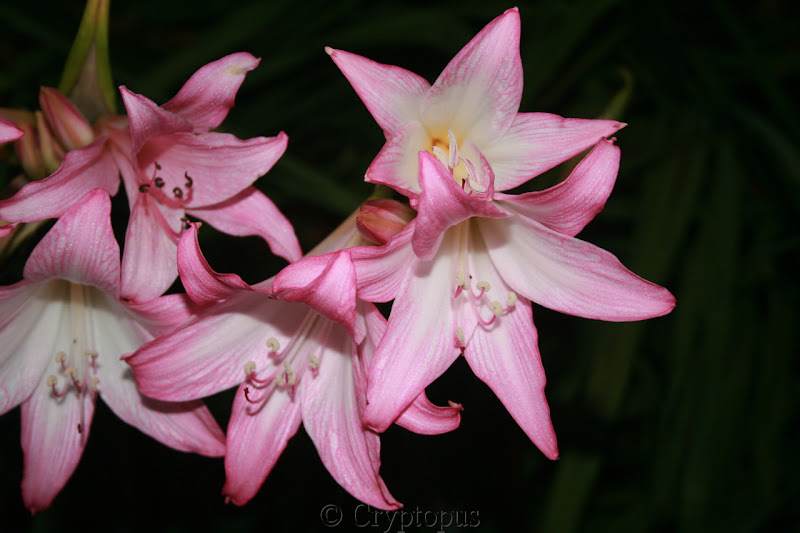 Amaryllis belladona IMG_3613