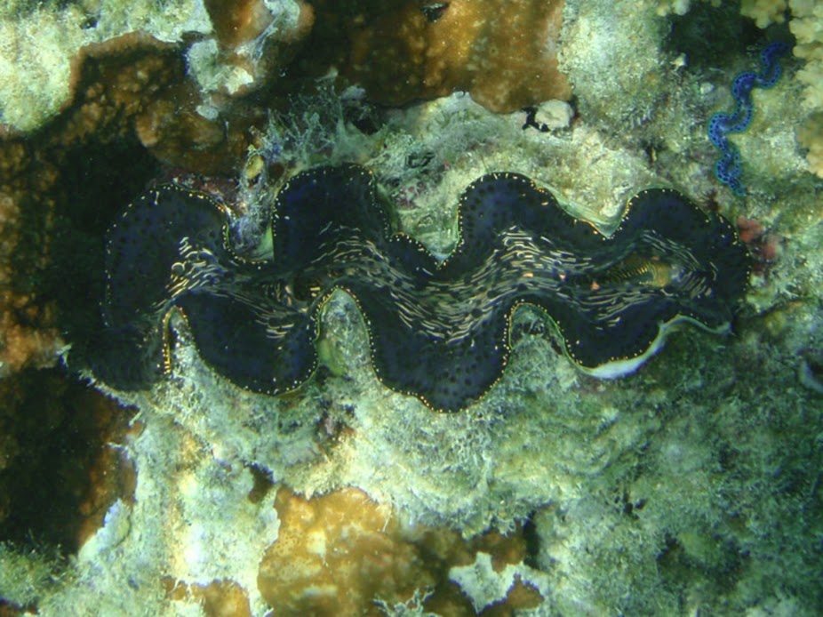 Tridacna maxima (Maxima Clam), Aitutaki.