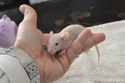 [ADOPTION CLOSE TOUS PARTIS :) ] PORTEE RATS NUS Peach x Kojak  DSC_0359