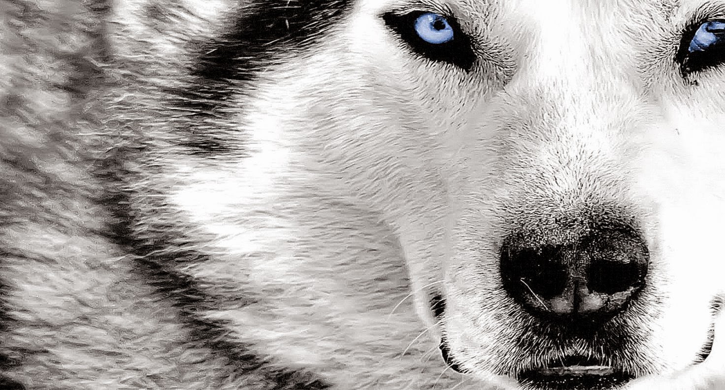 Wolfs Cry Hd Wallpaper | Photo Wallpapers