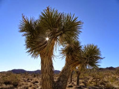 Mojave Desert 2020