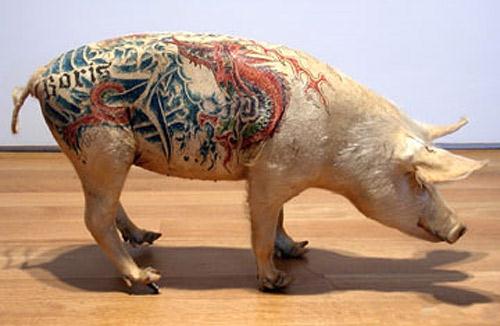 Dead pig tatts : r/shittytattoos