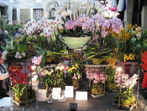 RHS London Orchid Show 12-13 avril 2013 IMG_5266