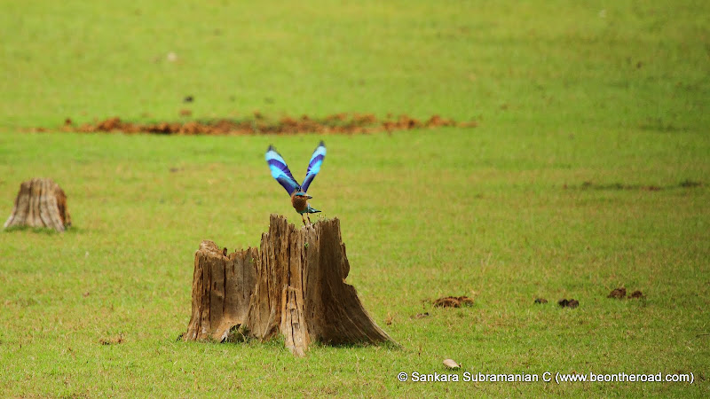 Indian Roller takes off