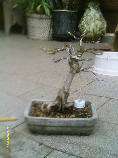 Ficus Retusa Shohin... IMAG0089