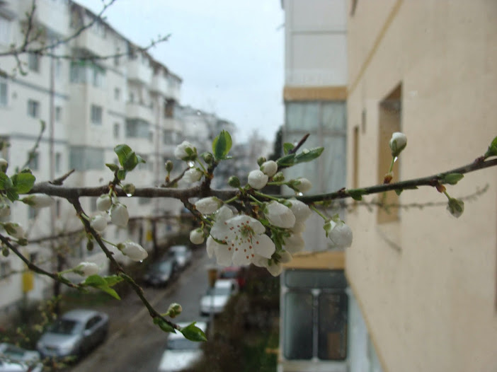 Primăvara bate în fereastră cu degete de flori de prun (1)
