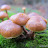 Tiny mushrooms growing above a trail signpost