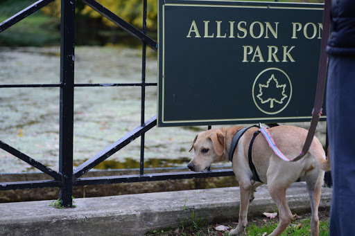 Park «Allison Pond Park», reviews and photos, 406 Prospect Ave, Staten Island, NY 10301, USA