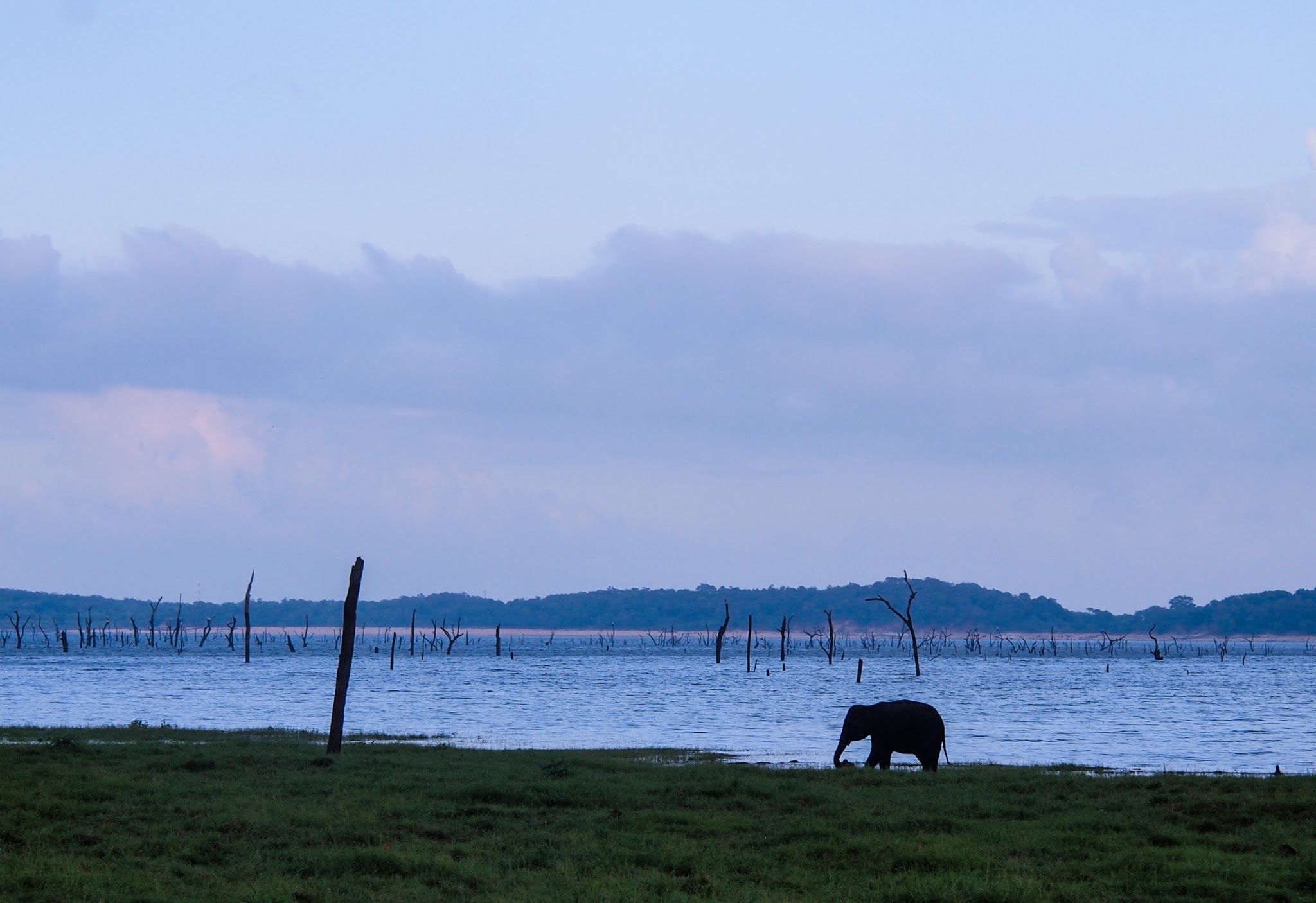 A lone elephant near a watering hole in Kaudulla National Park