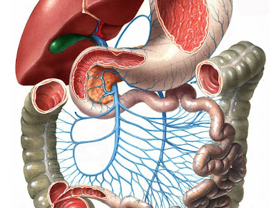 FastStoneEditor Sistem Pencernaan (4) : Proses pencernaan makanan